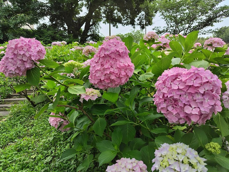 あじさい園(行基苑)