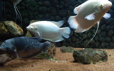 Maruti Fish Aquarium image