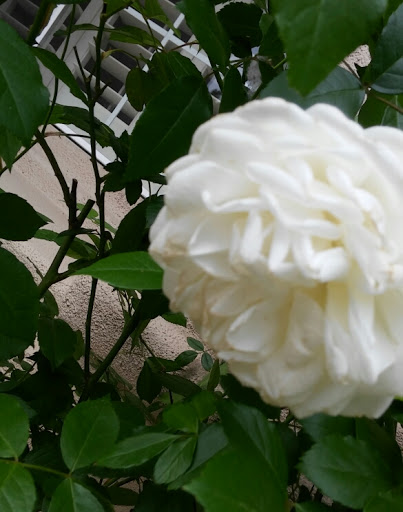 Banquet Hall «Lawlor Events Center», reviews and photos, 1664 N Virginia St, Reno, NV 89557, USA