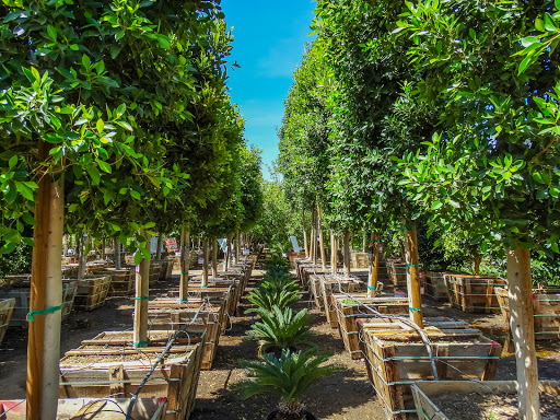 Garden Center «Moon Valley Nurseries West Valley / Avondale», reviews and photos, 11320 W Indian School Rd, Avondale, AZ 85323, USA