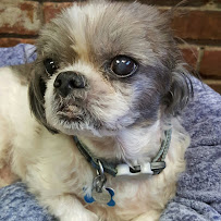 Tri-Valley Carpet Care - Photo 8 - Car repair in Danville, CA, Concord