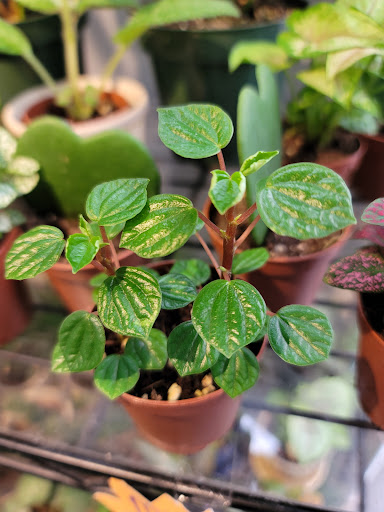 Grocery Store «Bayshore Market», reviews and photos, 5025 Bayshore Blvd, Tampa, FL 33611, USA