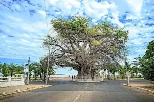 Le Baobab de Majunga image