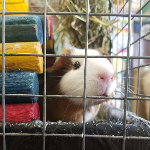 Pet Supply Store «Critterland Pets», reviews and photos, 336 Miller Ave, Mill Valley, CA 94941, USA