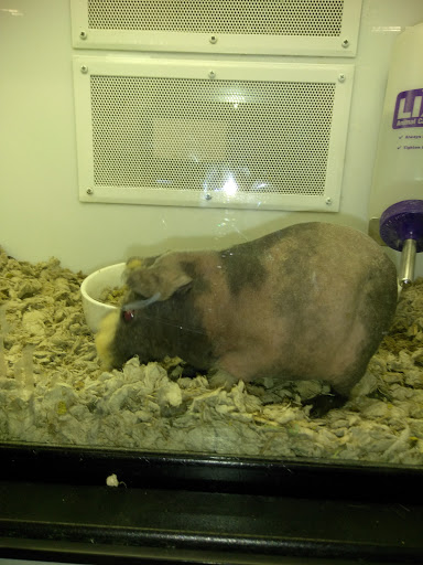 Pet Supply Store «Petco Animal Supplies», reviews and photos, 520 Woodside Rd, Redwood City, CA 94061, USA