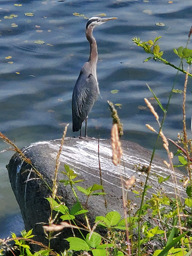 Park «Seward Park», reviews and photos, 5900 Lake Washington Blvd S, Seattle, WA 98118, USA