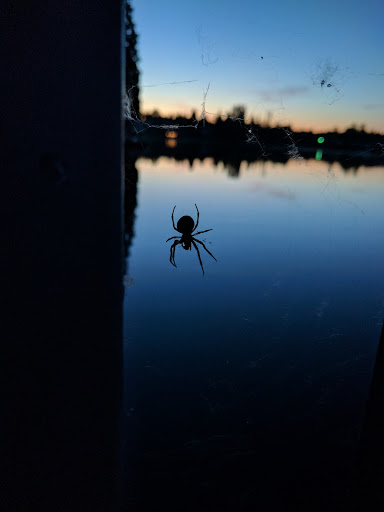 Park «Lake Boren Park», reviews and photos, 13058 SE 84th Way, Newcastle, WA 98056, USA