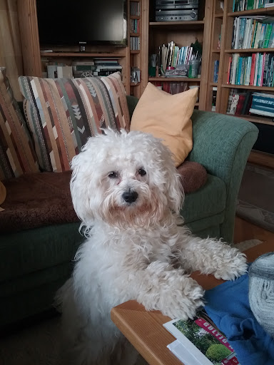 Kleintierpraxis Grafing, Schwab & Schoppel - ehemals Dr. Heilmann-Schwarz unter Grafing, Bayern