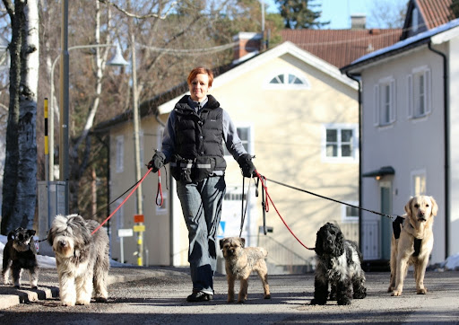 Hund i Vått och Torrt Bromma