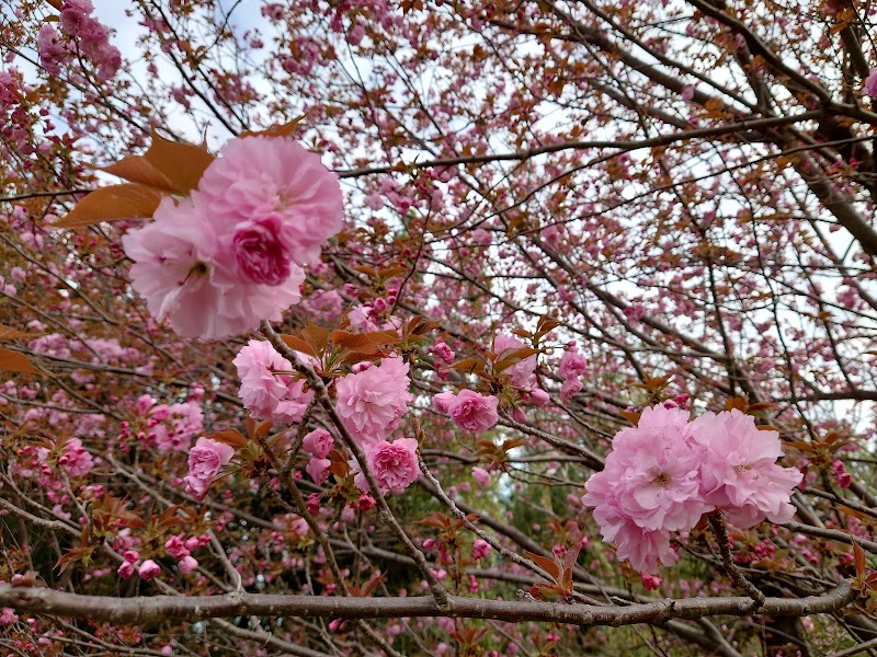 黒谷公園