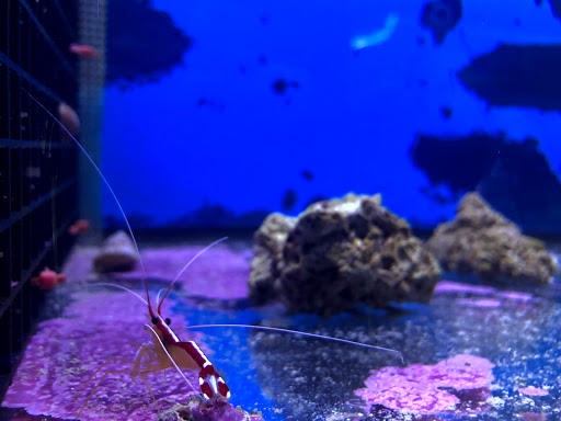 Pet Store «Pet Town», reviews and photos, 7804 Florence Ave, Downey, CA 90240, USA