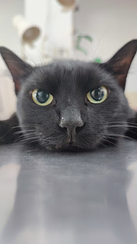 Αξιολογήσεις για το Κτηνιατρείο Τσαλαμανιός Χ. Αναστάσιος στην Νέα Αρτάκη - Κτηνίατρος