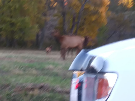 Nature Preserve «Elk and Bison Prairie», reviews and photos, Elk & Bison Prairie Rd, Golden Pond, KY 42211, USA