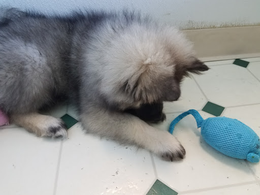 Pet Store «Friendly Pets», reviews and photos, 625 Friendly Center Rd, Greensboro, NC 27408, USA