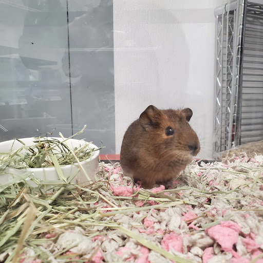 Pet Supply Store «Petco Animal Supplies», reviews and photos, 3270 N Pleasantburg Dr, Greenville, SC 29609, USA