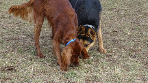 Dog Trainer «Awesome Dawgs Dog Training LLC», reviews and photos, 3052 Pricetown Rd, Temple, PA 19560, USA