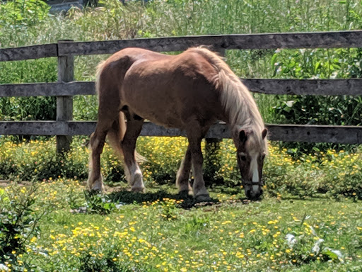 Museum «Carroll County Farm Museum», reviews and photos, 500 S Center St, Westminster, MD 21157, USA