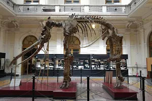 Museum of Natural History “Giacomo Doria” image