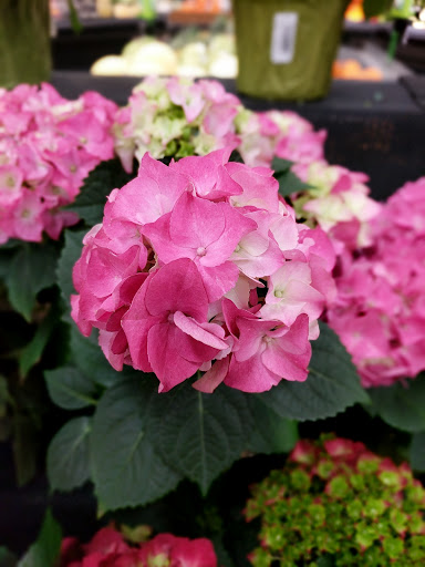 Grocery Store «Lunds & Byerlys Bloomington», reviews and photos, 5159 W 98th St, Bloomington, MN 55437, USA