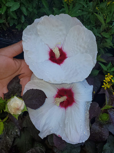 Hardware Store «Vision Ace Hardware», reviews and photos, 1750 Main St, Dunedin, FL 34698, USA