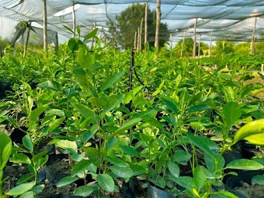 Plantación De Limón Y Vivero Mayra Quiñonez