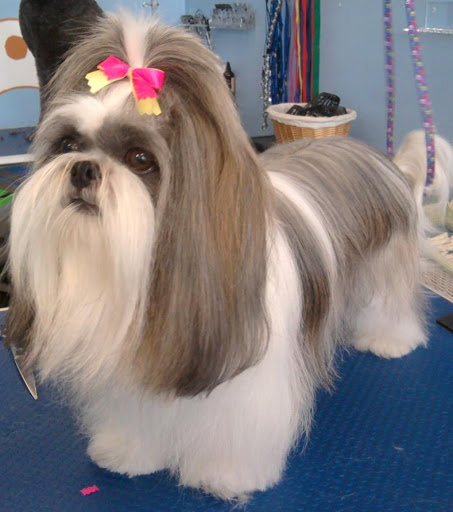 Pet Groomer «Furry Tails Pet Grooming», reviews and photos, 865 Cypress Pkwy, Poinciana, FL 34759, USA