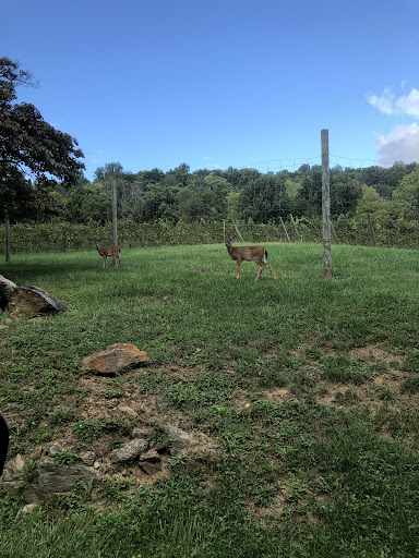 Vineyard «Naked Mountain Winery & Vineyards», reviews and photos, 2747 Leeds Manor Rd, Markham, VA 22643, USA