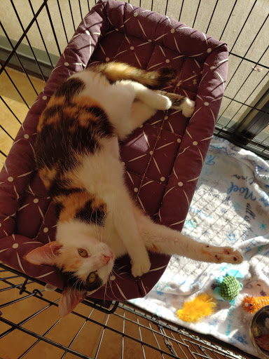 Pet Supply Store «North Tampa PET DEPOT», reviews and photos, 16033 Tampa Palms Blvd W, Tampa, FL 33647, USA