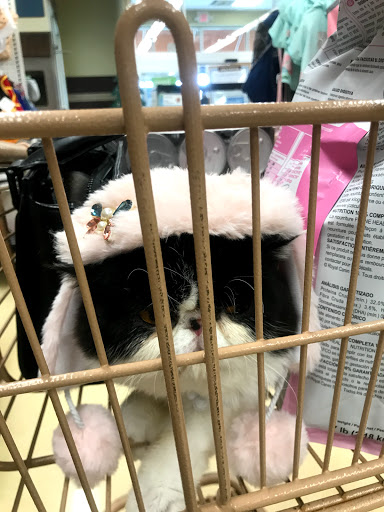 Pet Supply Store «Petco Animal Supplies», reviews and photos, 340 Grasmere Ave, Fairfield, CT 06824, USA
