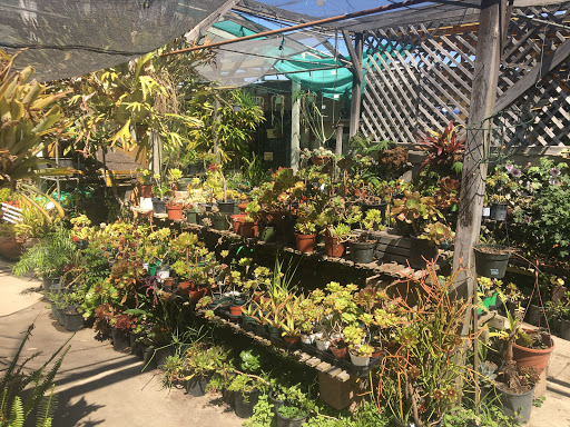 Plant Nursery «Bonita Nursery & Florists», reviews and photos, 3510 Santa Fe Ave, Long Beach, CA 90810, USA