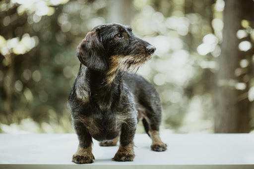 Tierarztpraxis Dogs-Doc unter Bergkirchen, Bayern