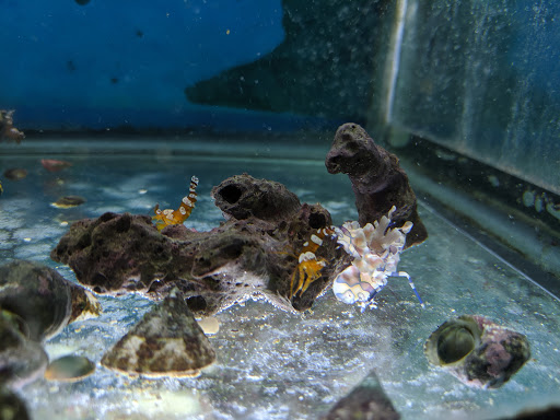 Tropical Fish Store «Blakes Aqua Den LLC», reviews and photos, 1263 E Main St, Meriden, CT 06450, USA