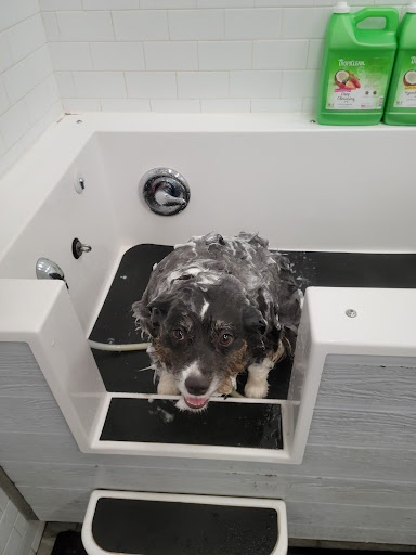 Pet Supply Store «Choice Pet - Fairfield», reviews and photos, 1947 Black Rock Turnpike, Fairfield, CT 06825, USA