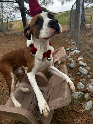 Humane Society Of Southern Illinois