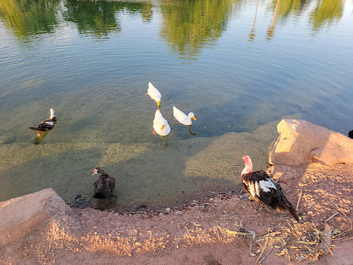 Park «Lorenzi Park», reviews and photos, 3343 W Washington Ave, Las Vegas, NV 89107, USA