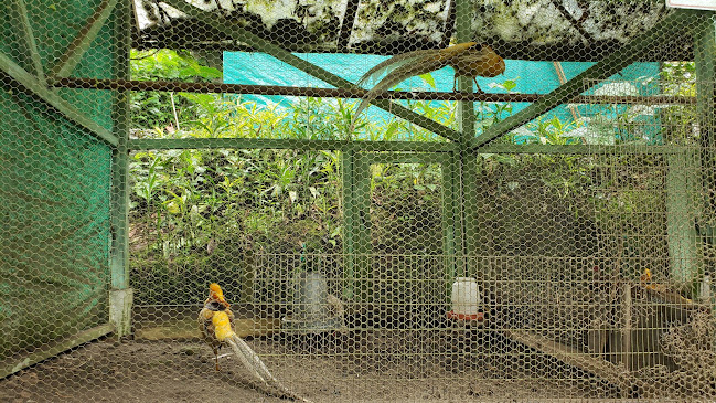 Opiniones de Parque Real de Aves Exoticas(aviario) en Puyo - Tienda para bebés