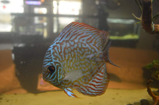 Tropical Fish Store «Aquastetics», reviews and photos, 354 E Main St, Fall River, MA 02724, USA