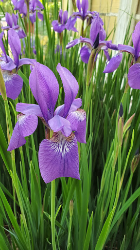 Farm «Blooming Hill Lavender Farm», reviews and photos, 19929 Telegraph Springs Rd, Purcellville, VA 20132, USA