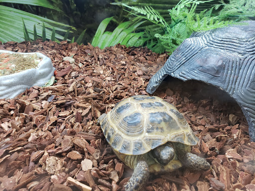 Pet Supply Store «PetSmart», reviews and photos, 2920 Little Rd, Trinity, FL 34655, USA