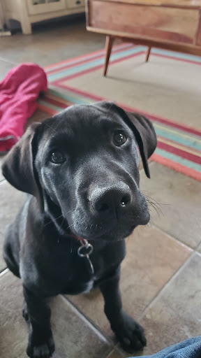 Pet Supply Store «Pet Food Warehouse», reviews and photos, 2500 Williston Rd, South Burlington, VT 05403, USA