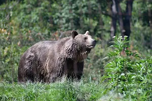 Libearty Bear Sanctuary Zarnesti image