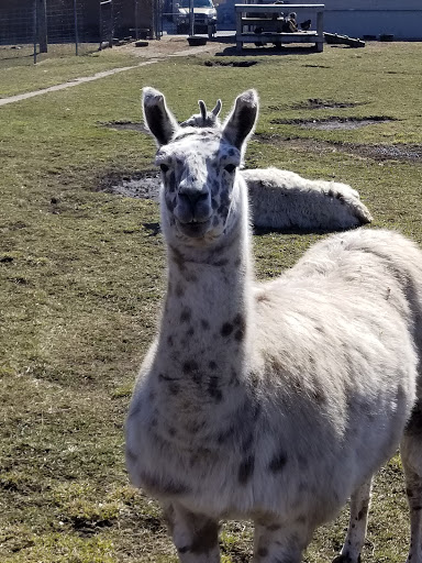 Pet Store «Animal Feeds & Needs», reviews and photos, 401 W Golf Rd, Arlington Heights, IL 60005, USA