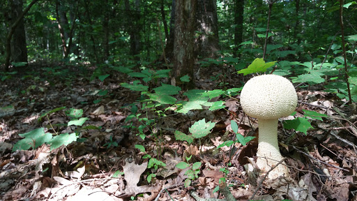 Tourist Attraction «North Anna Battlefield Park», reviews and photos, 11576 Verdon Rd, Doswell, VA 23047, USA