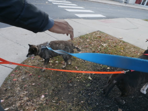 Pet Supply Store «Petco Animal Supplies», reviews and photos, 1065 Kennedy Rd, Windsor, CT 06095, USA