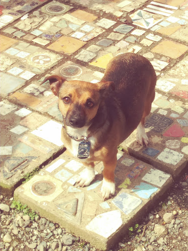 Pet Supply Store «Petco Animal Supplies», reviews and photos, 1203 SE Everett Mall Way f, Everett, WA 98208, USA