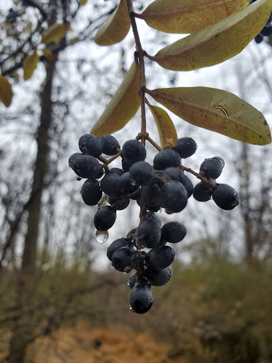 Nature Preserve «Greenbelt Nature Center», reviews and photos, 700 Rockland Ave, Staten Island, NY 10314, USA