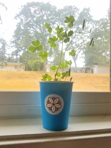 Coffee Shop «Dancing Goats Coffee Bar», reviews and photos, 4219 6th Ave SE, Lacey, WA 98503, USA