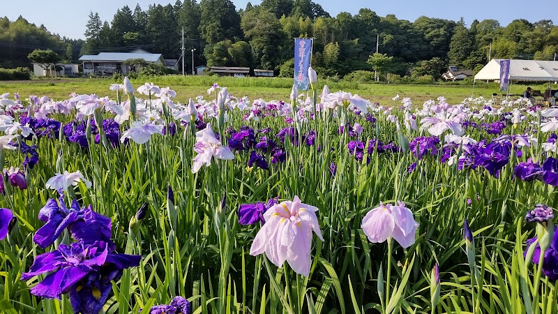 青山花しょうぶ園