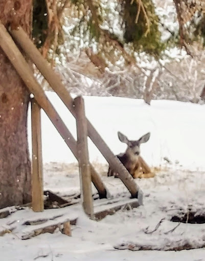 Storage «Ace Storage, Inc.», reviews and photos, 5829 W Louviers Ave, Littleton, CO 80125, USA