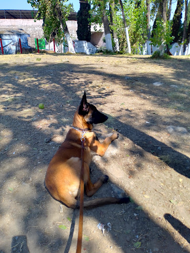 Entrenador de perros Tlalnepantla de Baz